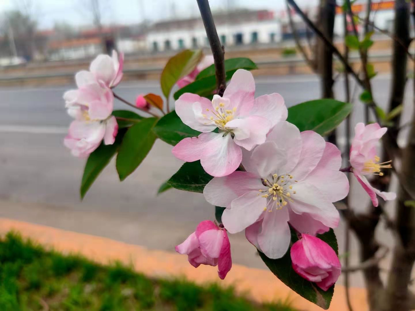 美丽的海棠花