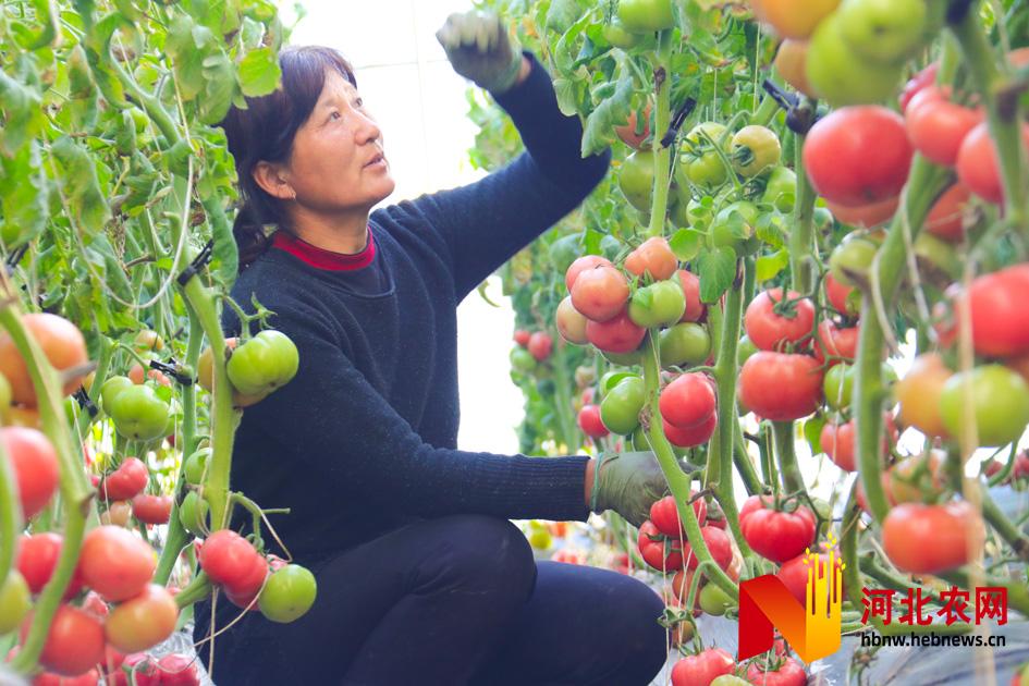 “富硒西红柿”富农家